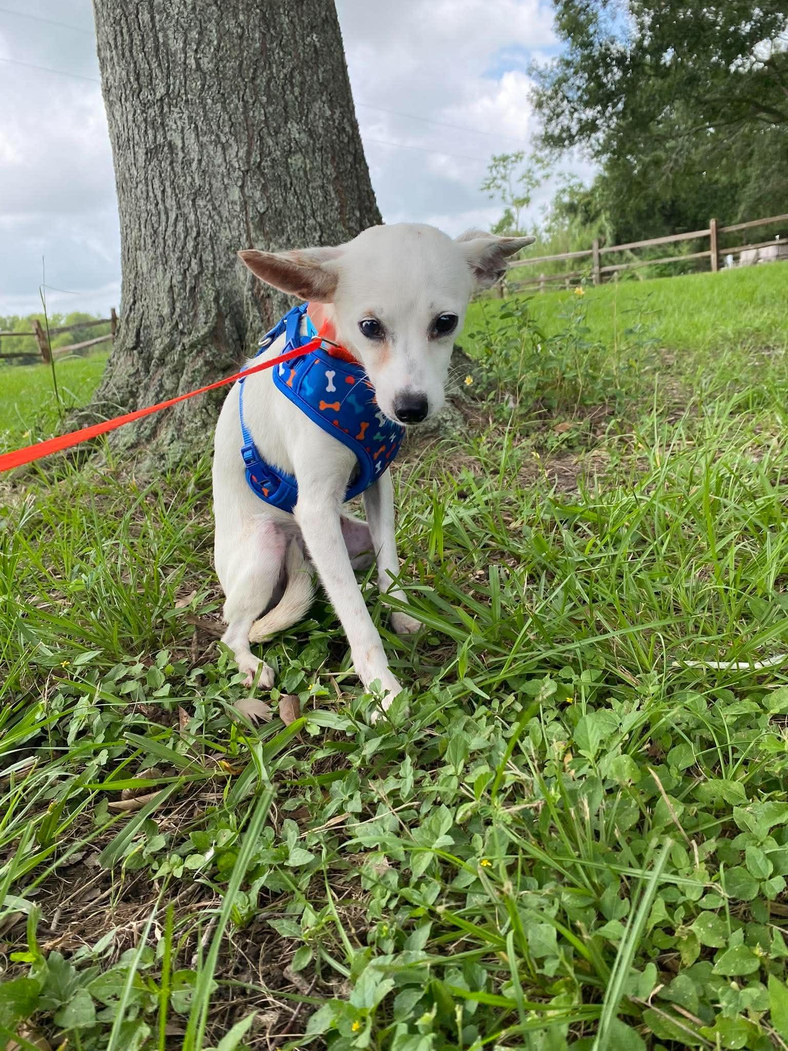 Frito, adopted, Young Male Chihuahua & Jack Russell Terrier.