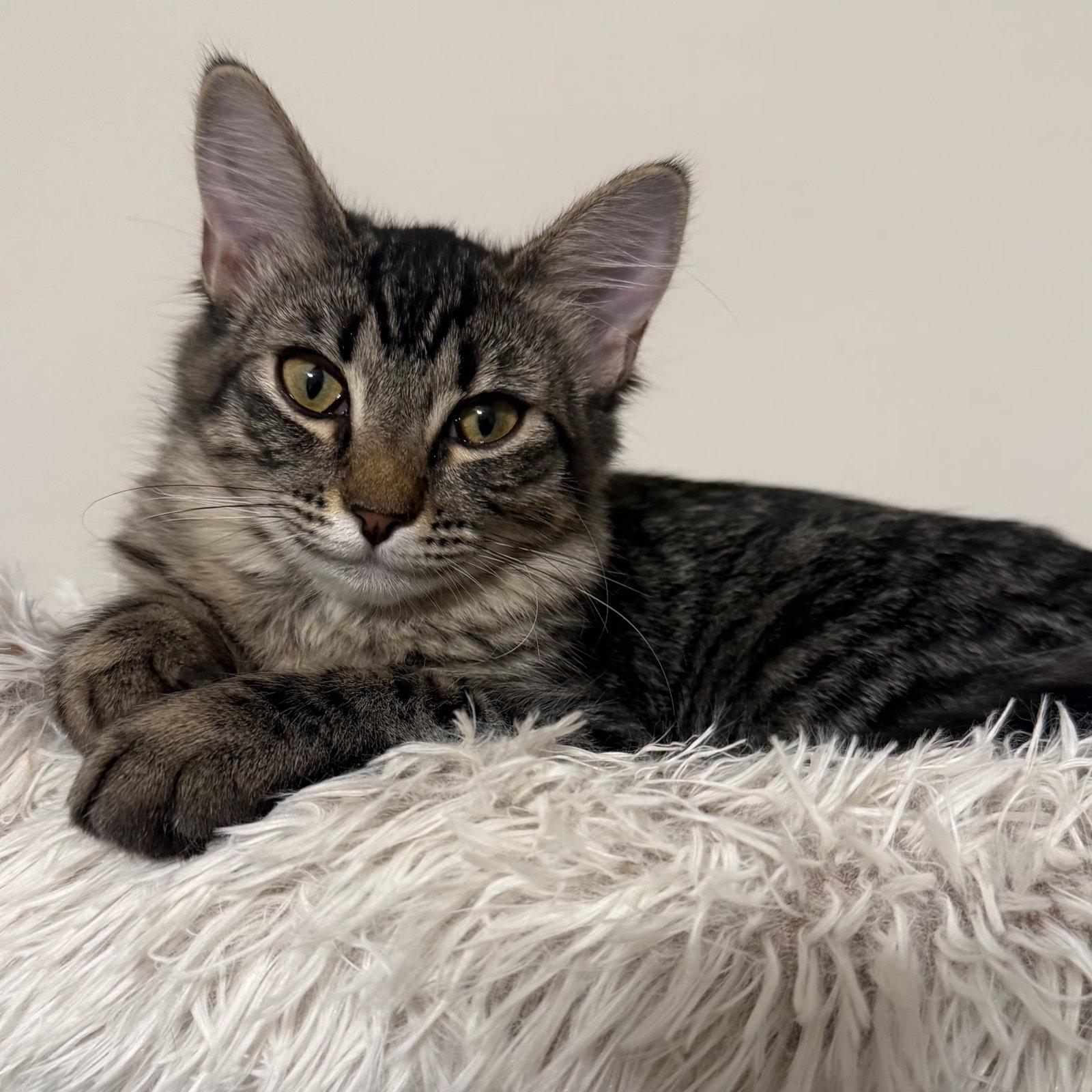 Loki, Adoptable, Young Female Domestic Short Hair.