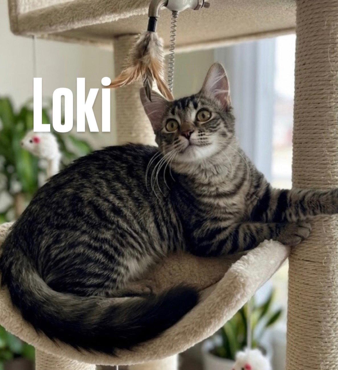 Enlarge Loki, a Adoptable Domestic Short Hair in Chandler, AZ image 2/2