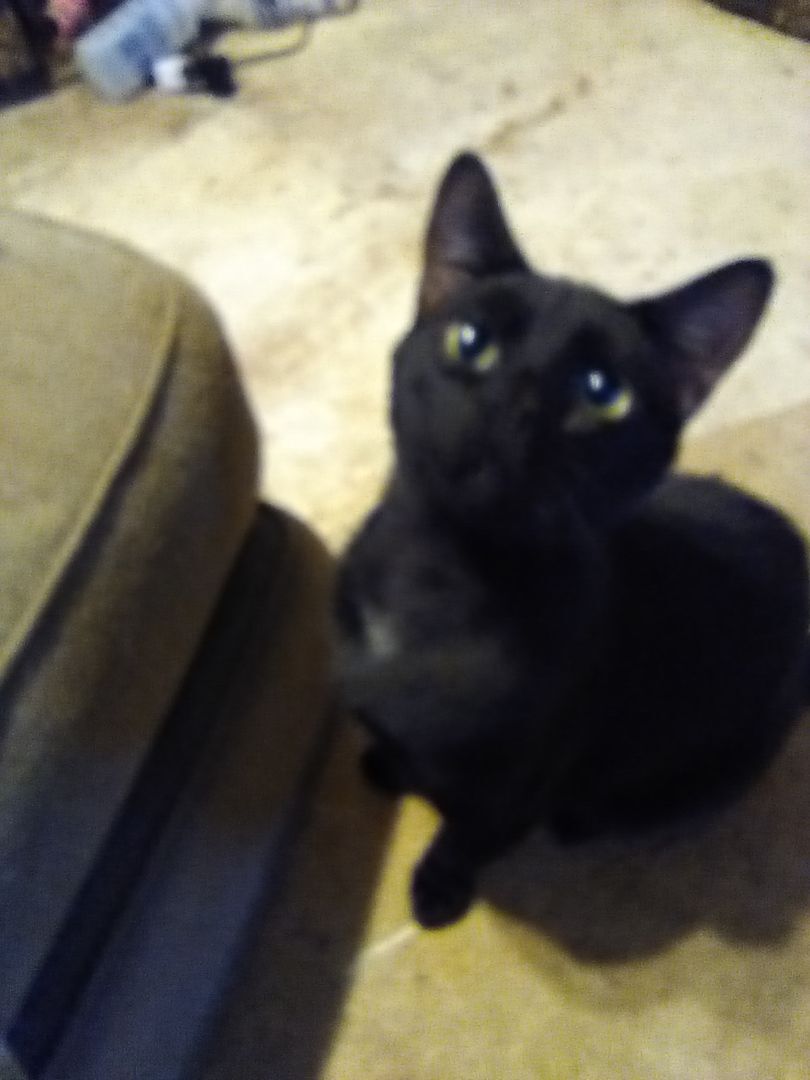 Baby, a Adoptable American Shorthair in Inverness, FL image 1/2