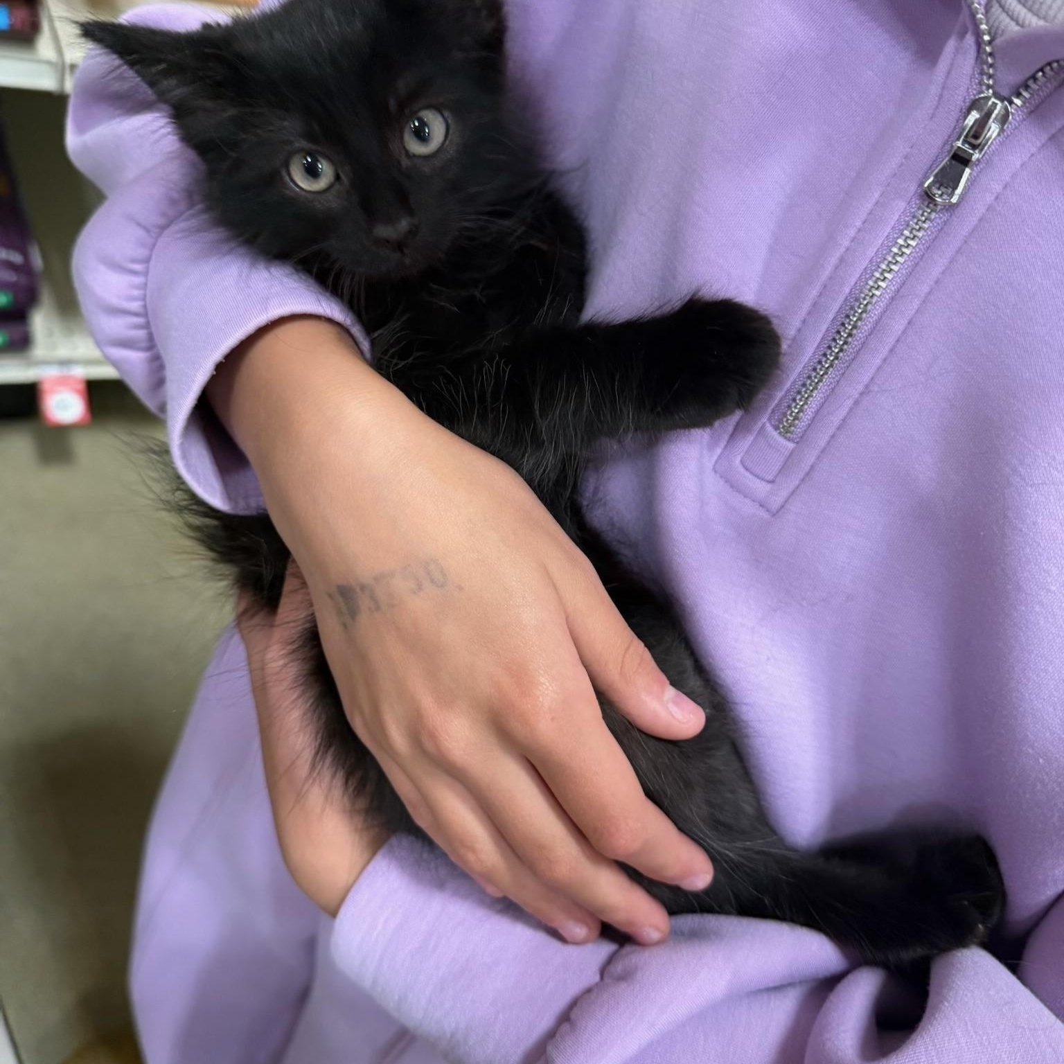 Blacky, an adopted Domestic Medium Hair in Missoula, MT image 2/2