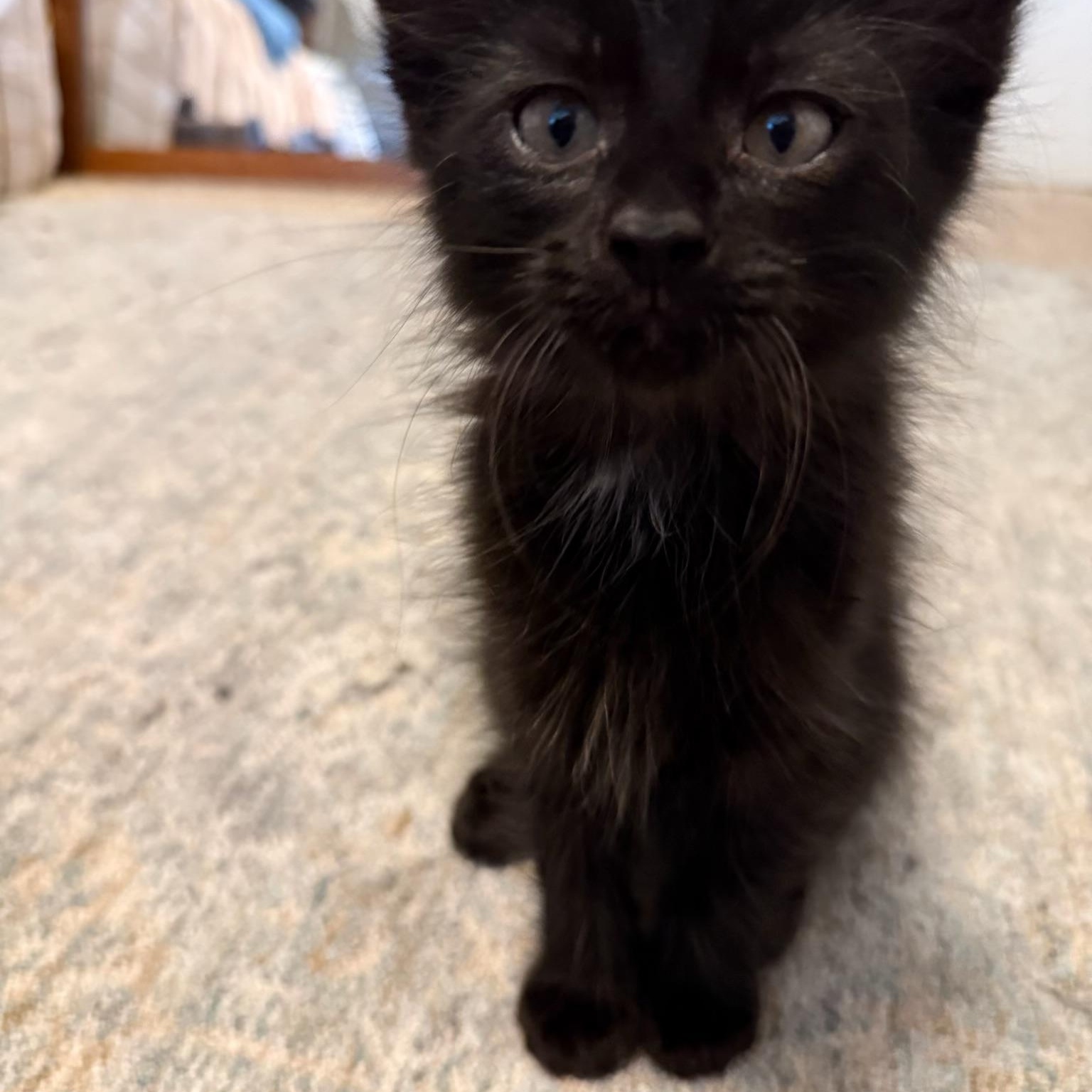 Blacky, an adopted Domestic Medium Hair in Missoula, MT image 1/2