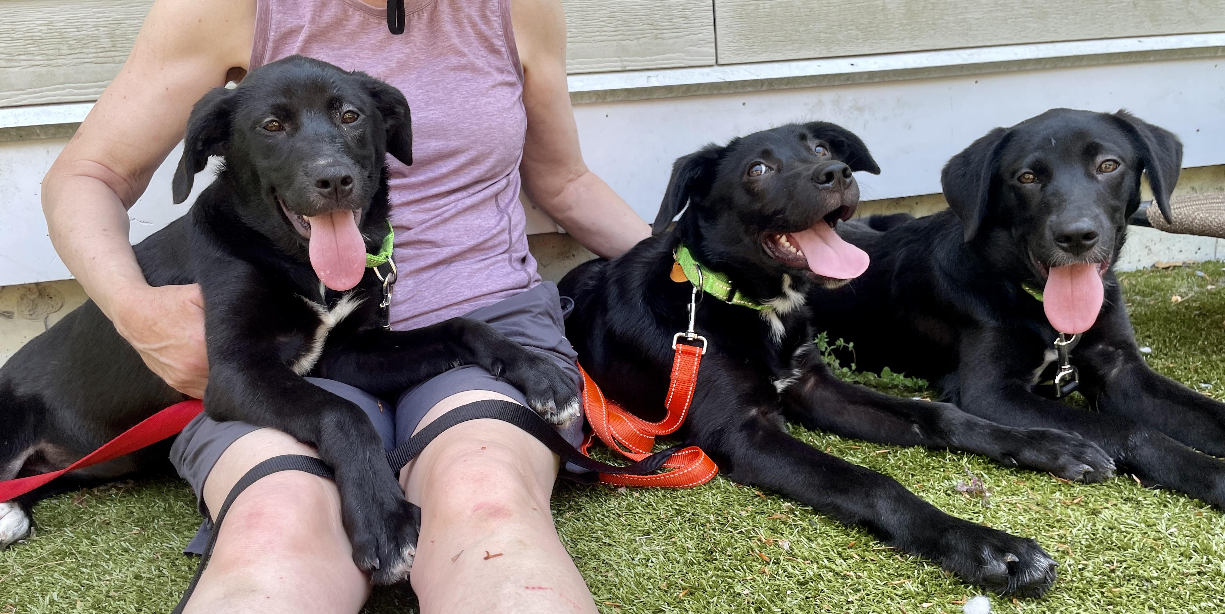 Enlarge 4-month-old Puppies, an adopted mixed breed in Scituate, MA image 1/1