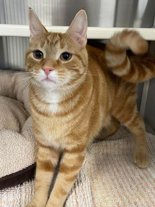 Rue, an adoptable Domestic Short Hair in Jackson, MI image 5/6