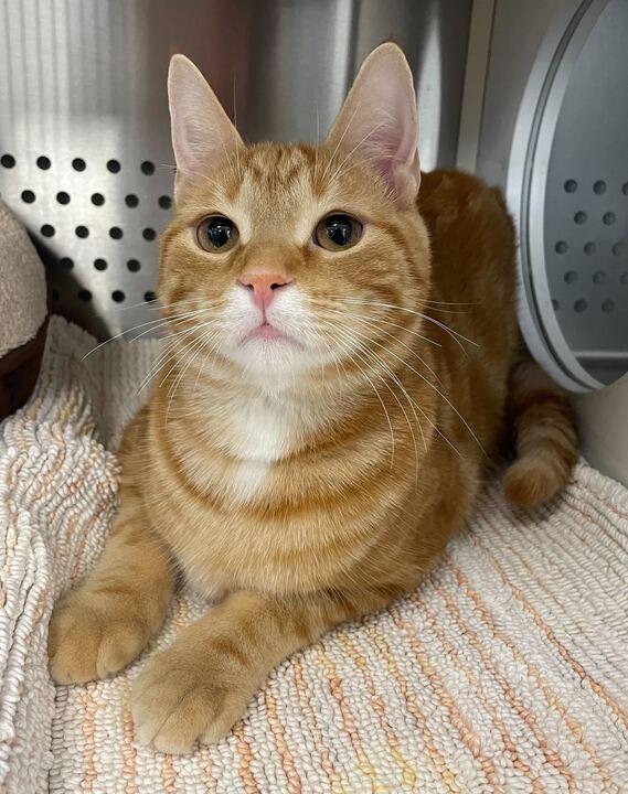 Rue, an adoptable Domestic Short Hair in Jackson, MI image 4/6