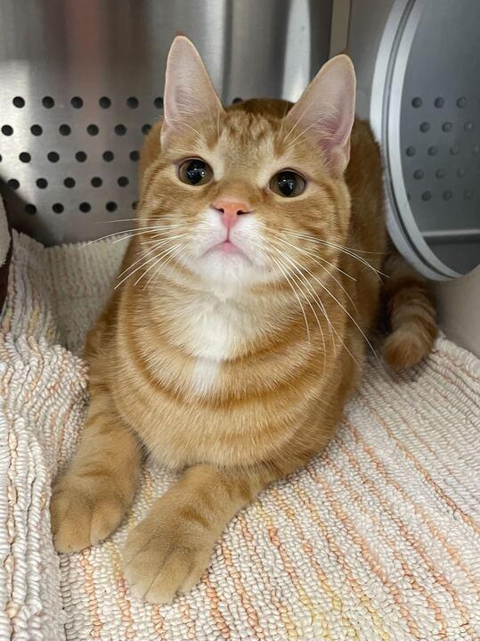 Rue, adoptable, Adult Male Domestic Short Hair.