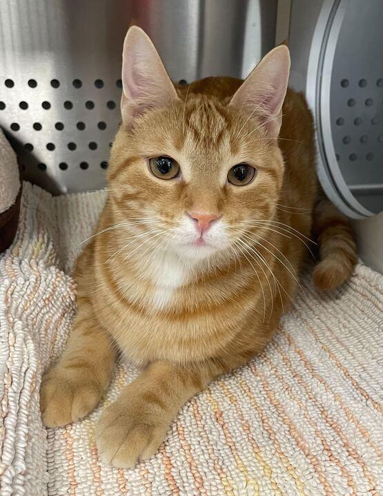 Rue, an adoptable Domestic Short Hair in Jackson, MI image 2/6
