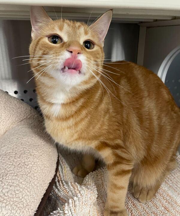 Rue, an adoptable Domestic Short Hair in Jackson, MI image 3/6