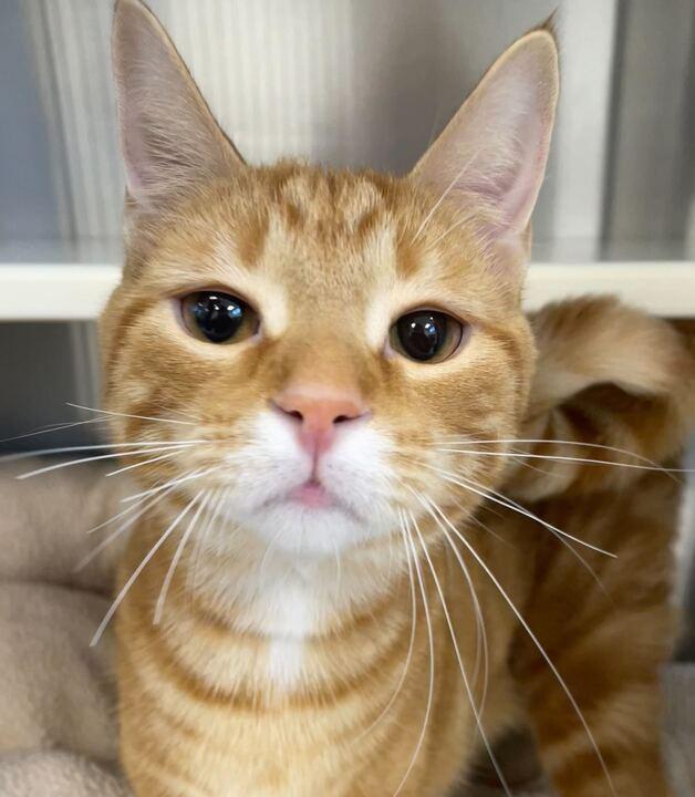 Rue, an adoptable Domestic Short Hair in Jackson, MI image 6/6