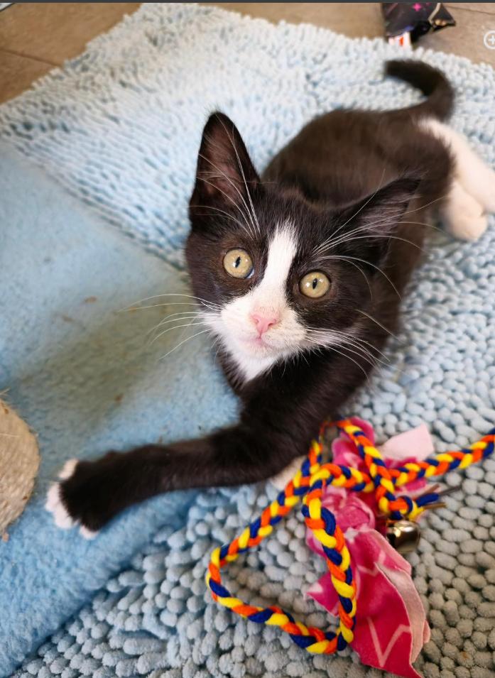 Elwood, adopted, Kitten Male Domestic Short Hair.