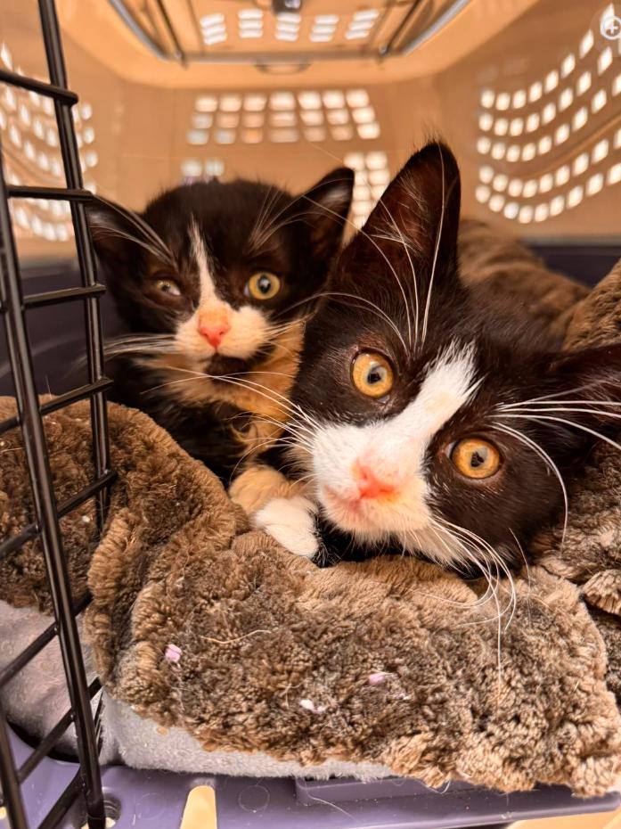 Enlarge Elwood, an adopted mixed breed in Woodbury, NJ image 3/3