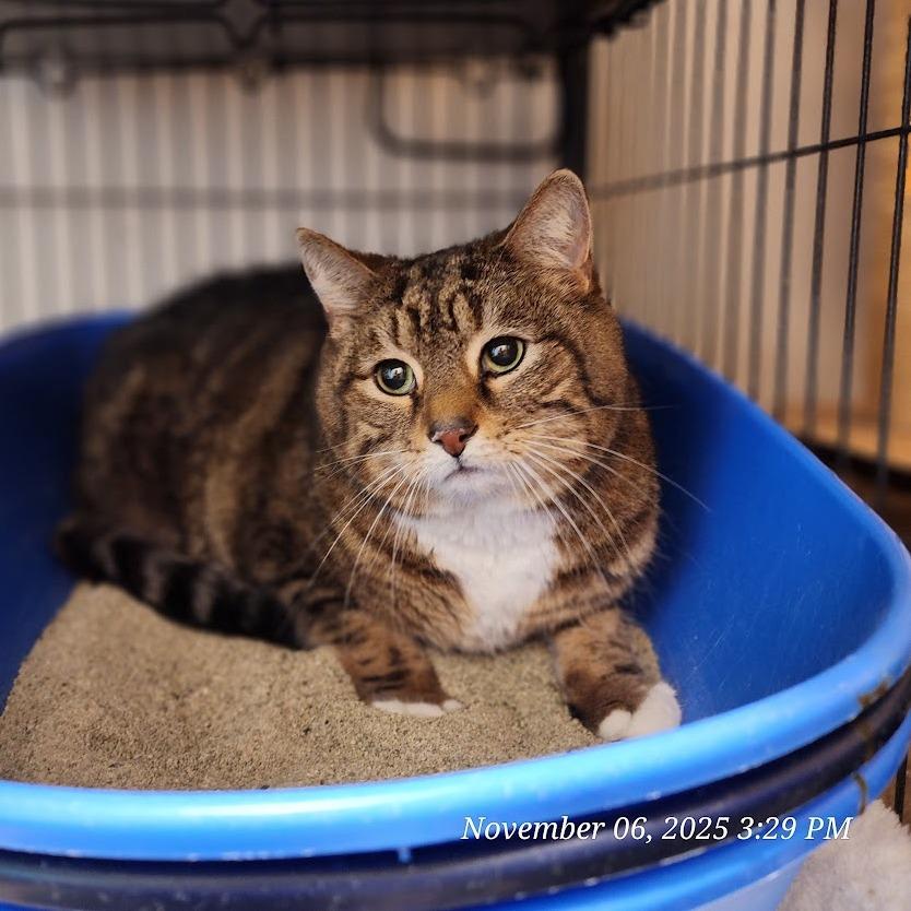 CJ, Adoptable, Senior Male Domestic Short Hair.