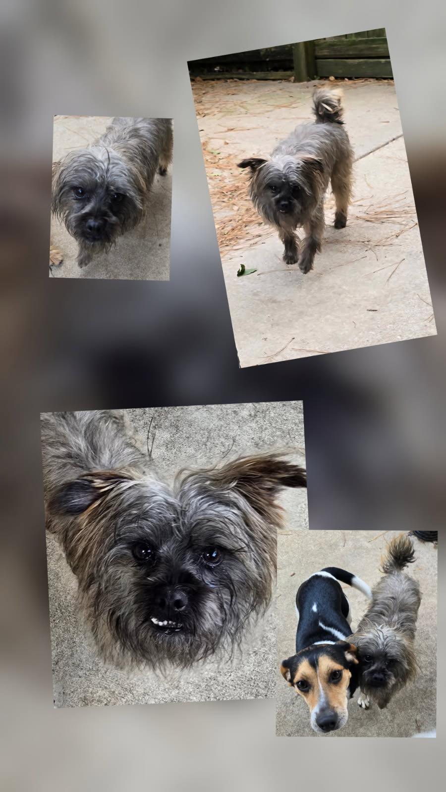 Grease Lightning, Adoptable, Adult Male Terrier.