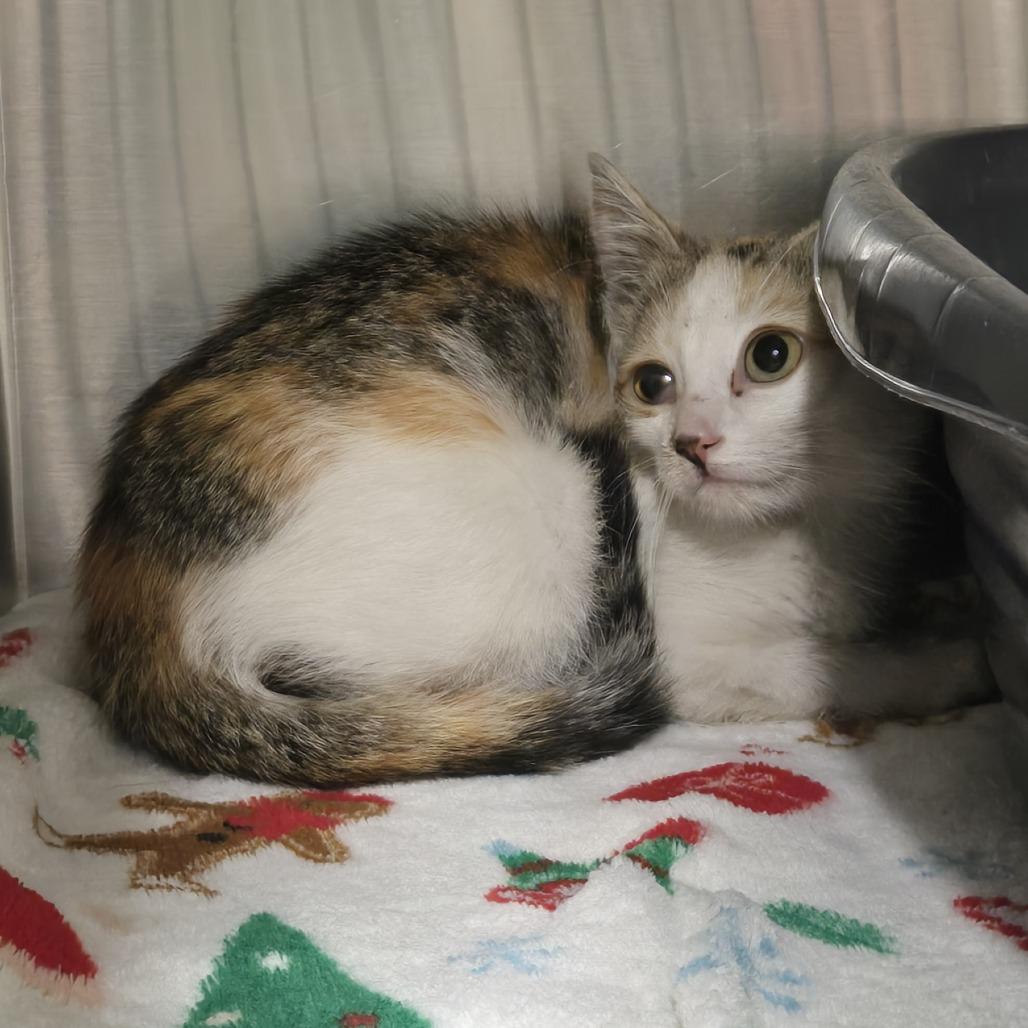 STRAY KITTEN "Birdie", Adoptable, Kitten Female Domestic Short Hair.