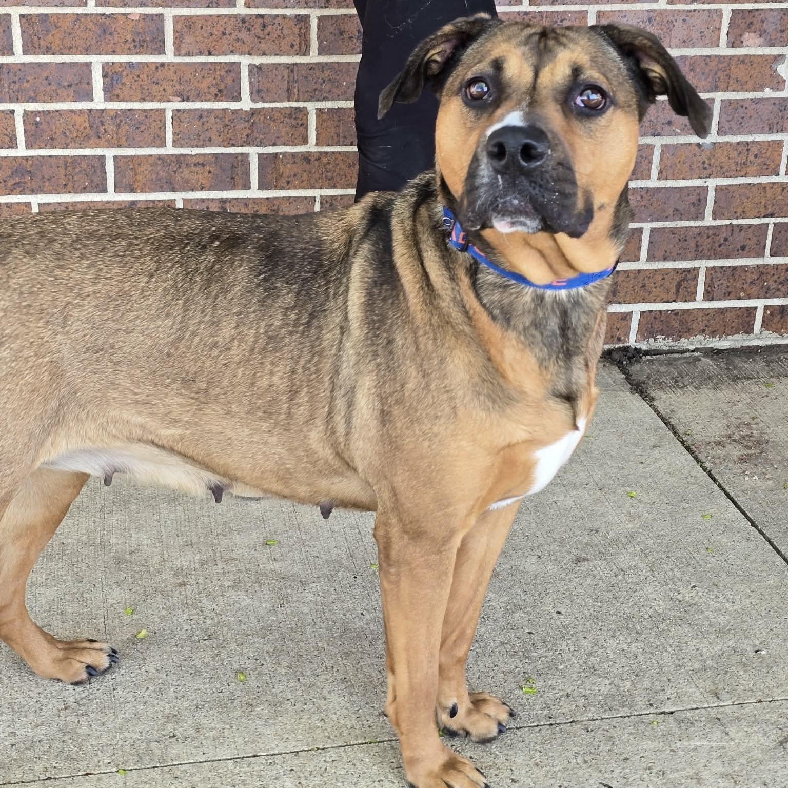 Limburger, a ADOPTABLE mixed breed in Waterloo, IA image 1/2