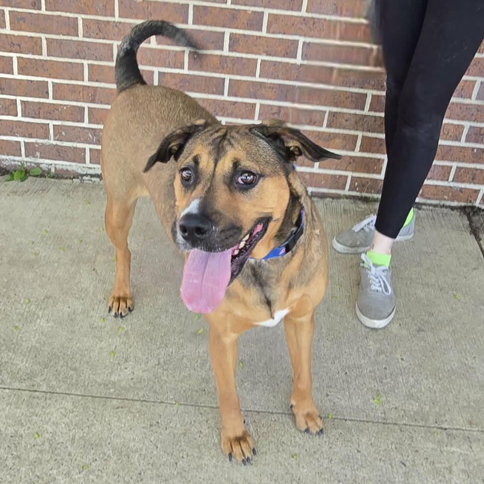 Limburger, a ADOPTABLE mixed breed in Waterloo, IA image 2/2