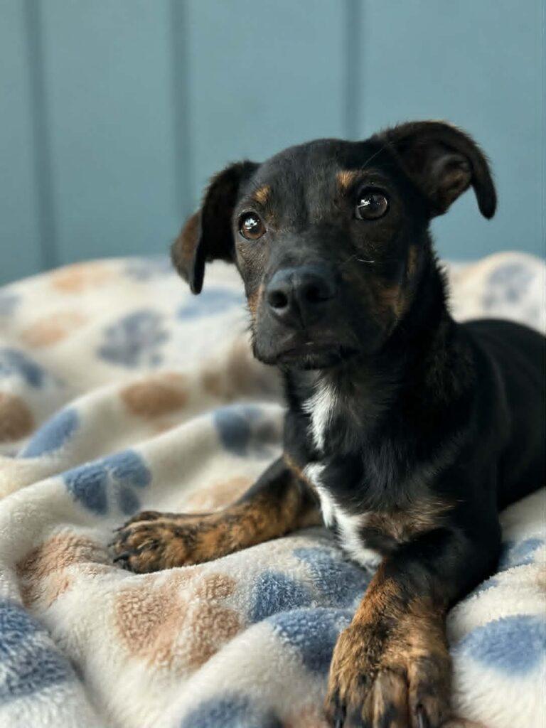 Lenny, adopted, Puppy Male Dachshund.