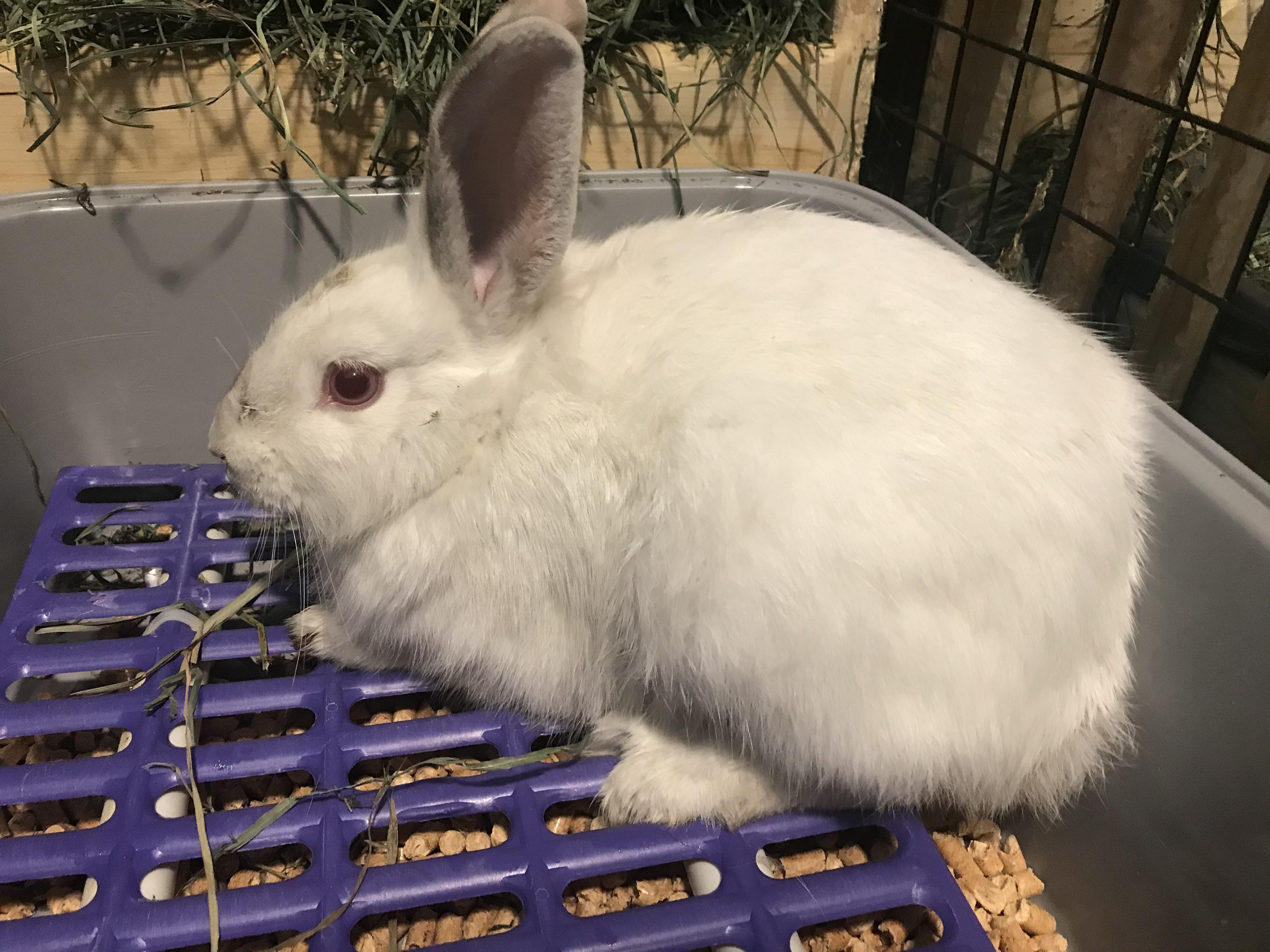 Enlarge Rosalie, a Adoptable mixed breed in Holiday, FL image 1/6