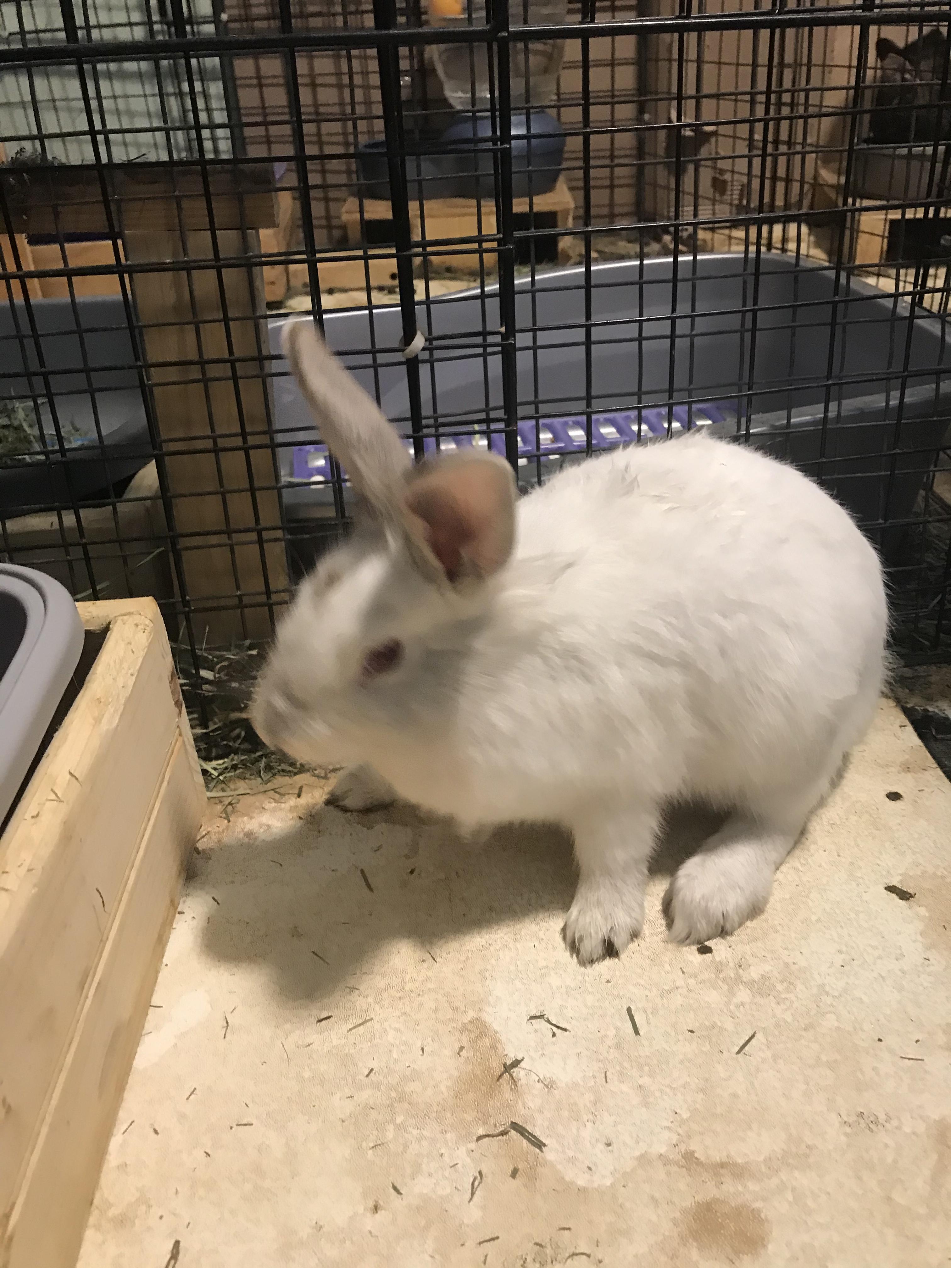 Enlarge Rosalie, a Adoptable mixed breed in Holiday, FL image 5/6