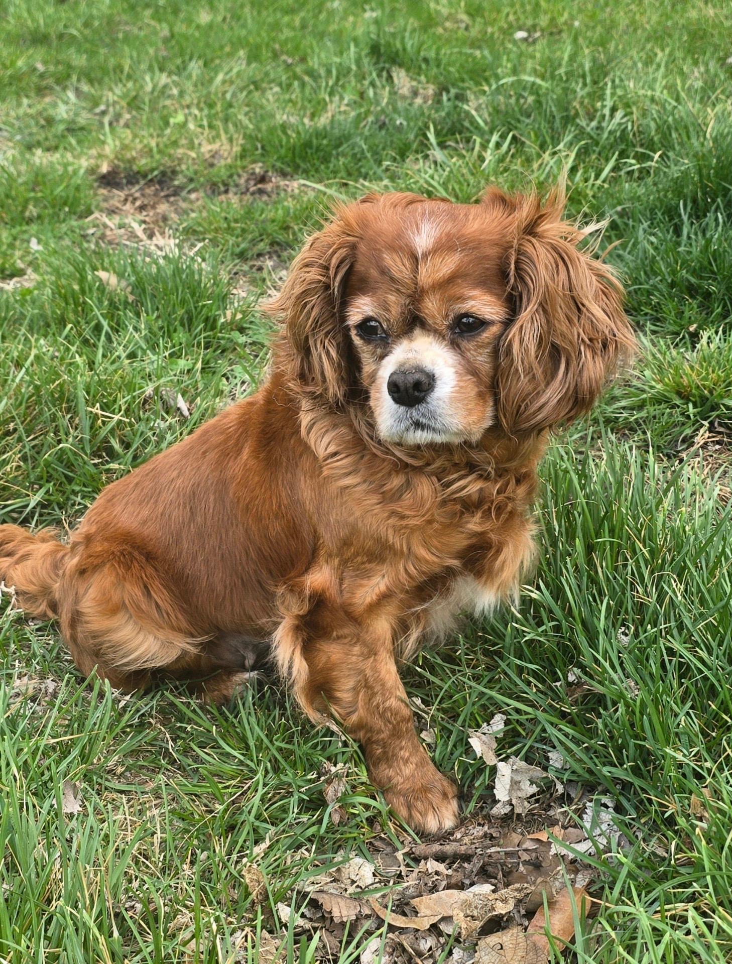 Enlarge Nellie, a ADOPTABLE Cavalier King Charles Spaniel in Overland Park, KS image 1/4