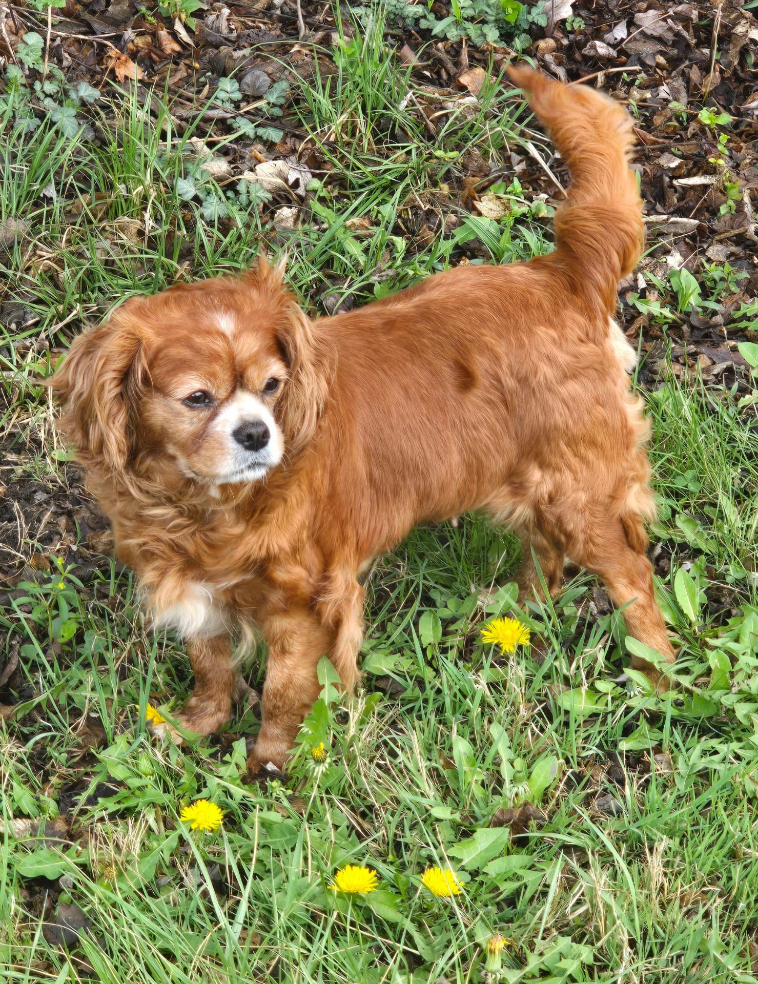 Enlarge Nellie, a ADOPTABLE Cavalier King Charles Spaniel in Overland Park, KS image 2/4