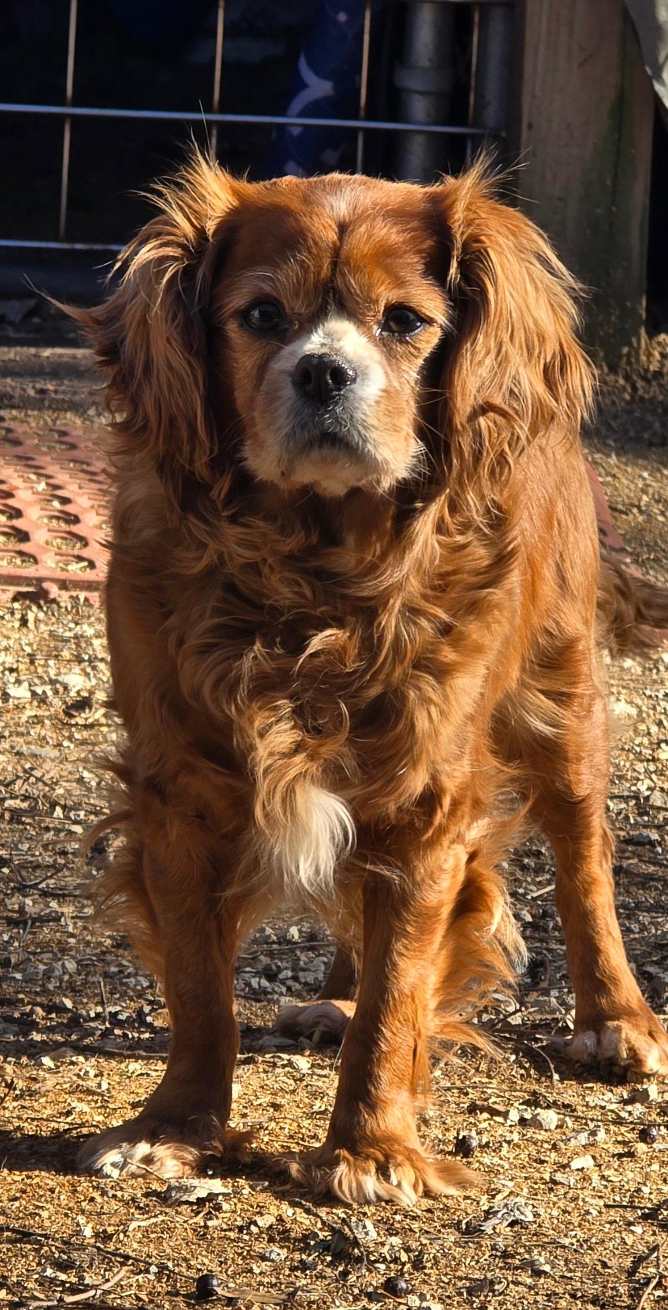 Enlarge Nellie, a ADOPTABLE Cavalier King Charles Spaniel in Overland Park, KS image 2/2
