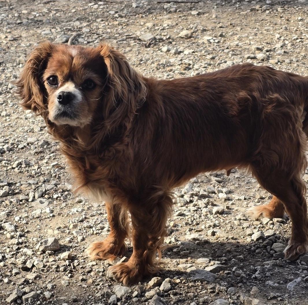 Nellie, ADOPTABLE, Adult Female Cavalier King Charles Spaniel.