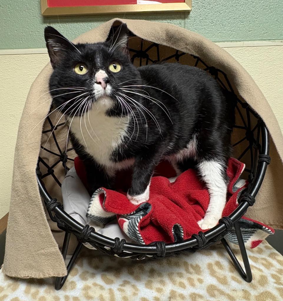 Enlarge Harbor, a Adoptable mixed breed in Ellijay, GA image 1/1