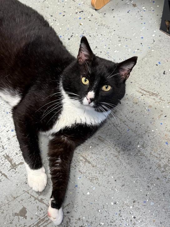 Enlarge Harbor, a Adoptable mixed breed in Ellijay, GA image 3/4