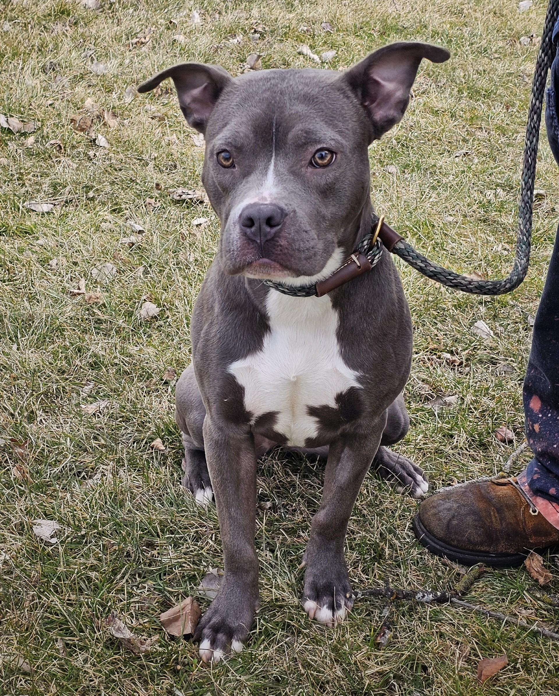 Enlarge Posey, a ADOPTABLE mixed breed in Bay City, MI image 3/6