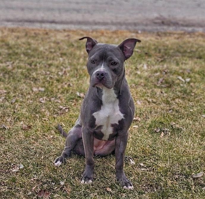 Enlarge Posey, a ADOPTABLE mixed breed in Bay City, MI image 6/6