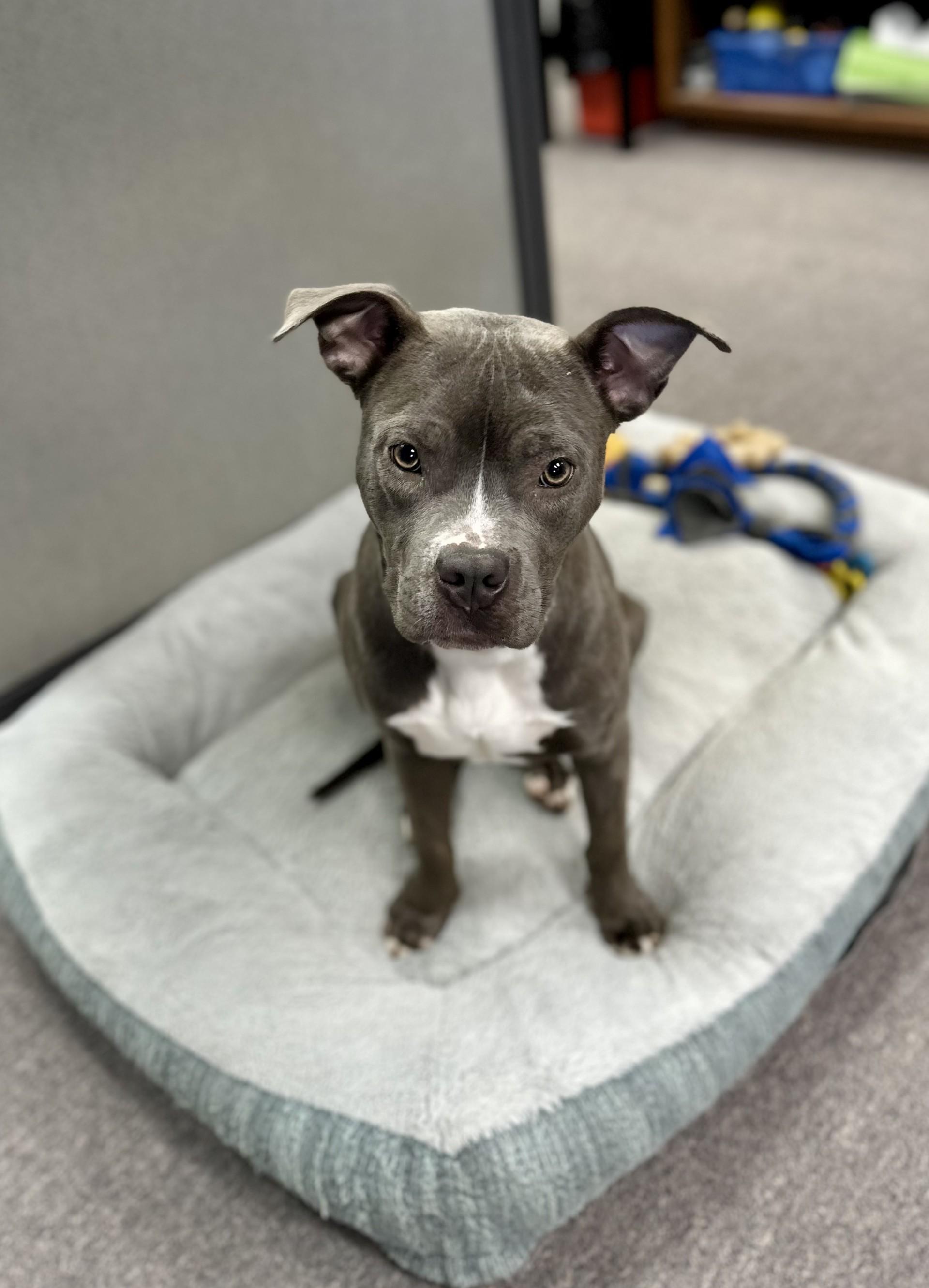 Posey, ADOPTABLE, Adult Female Pit Bull Terrier.