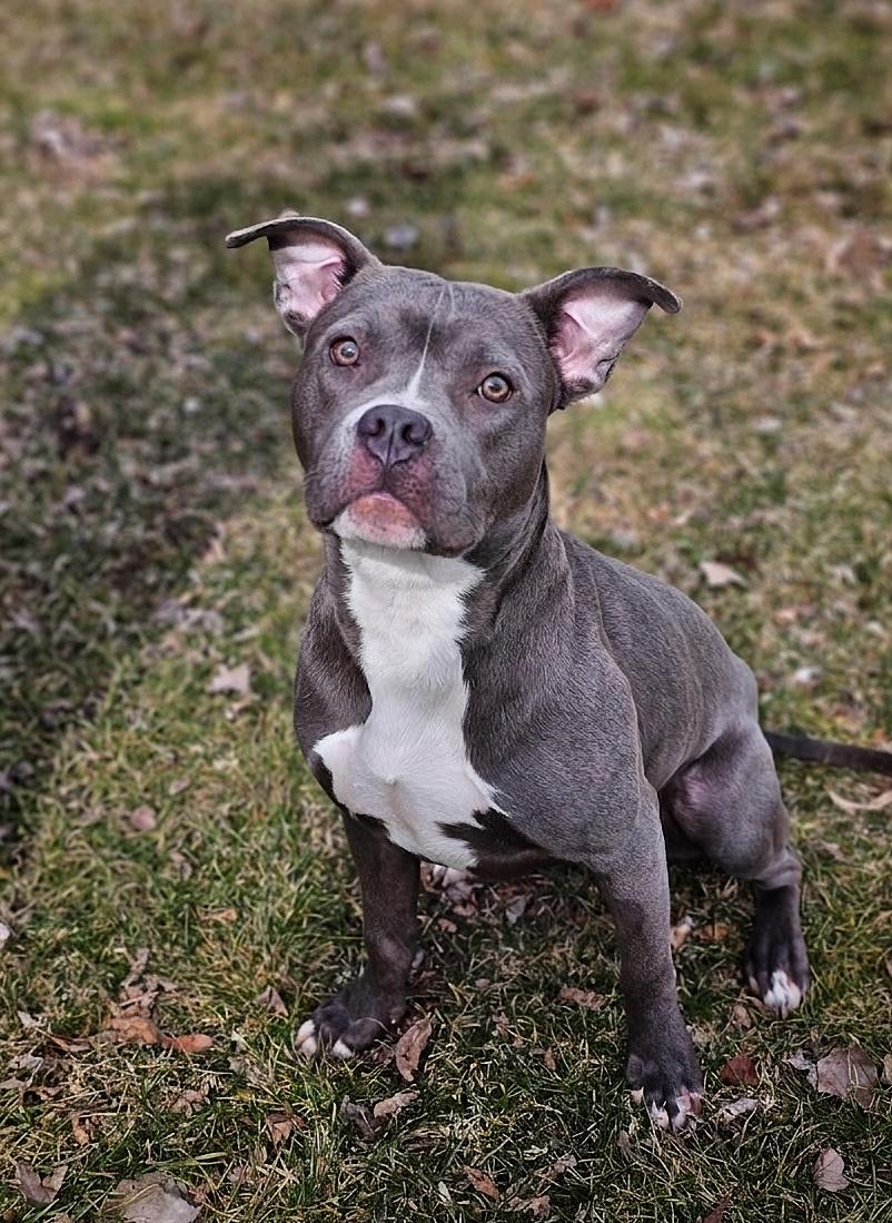 Enlarge Posey, a ADOPTABLE mixed breed in Bay City, MI image 2/6