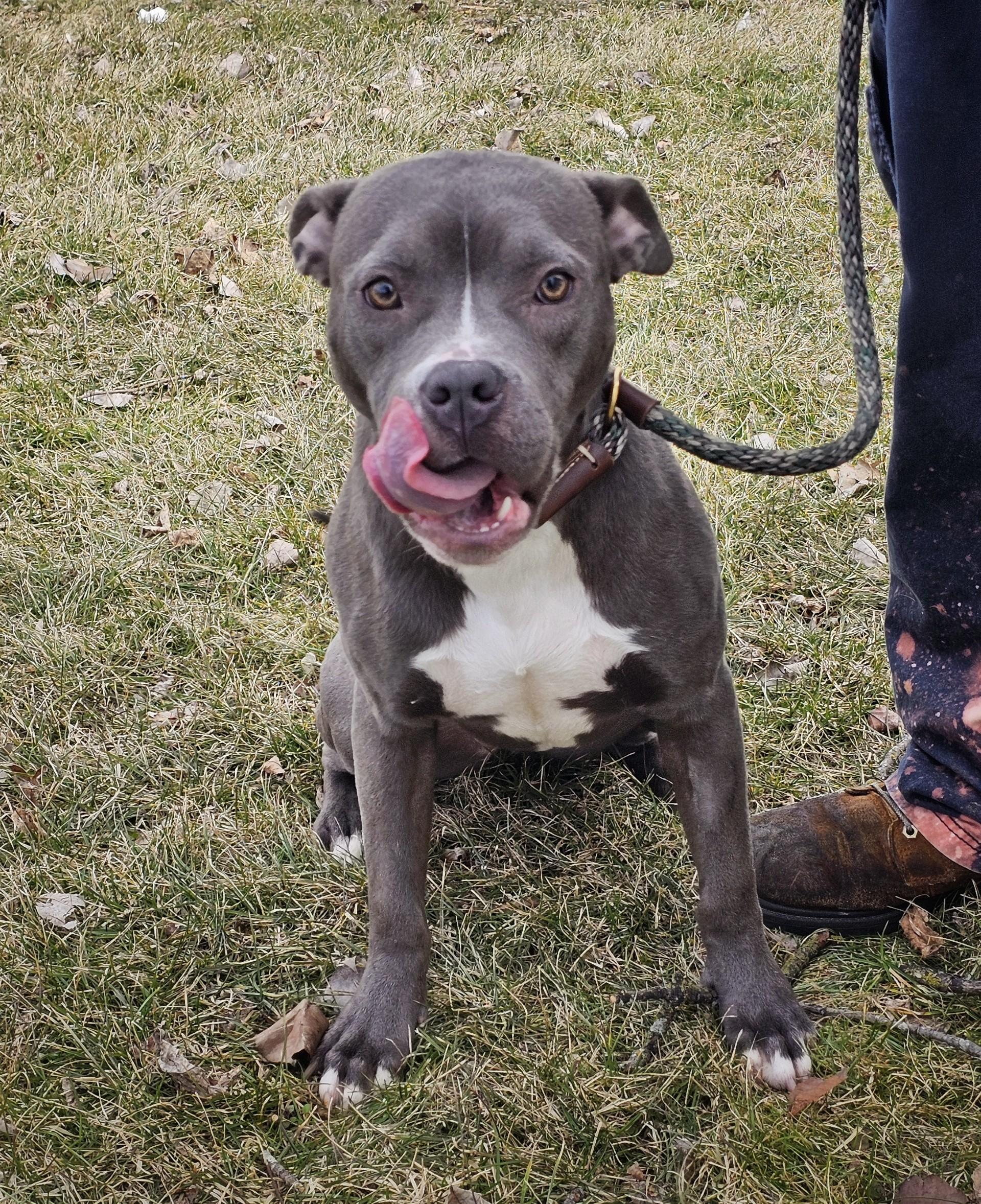 Enlarge Posey, a ADOPTABLE mixed breed in Bay City, MI image 5/6