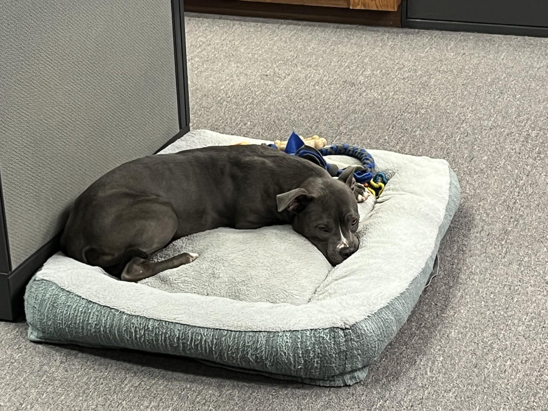 Enlarge Posey, a ADOPTABLE mixed breed in Bay City, MI image 4/6