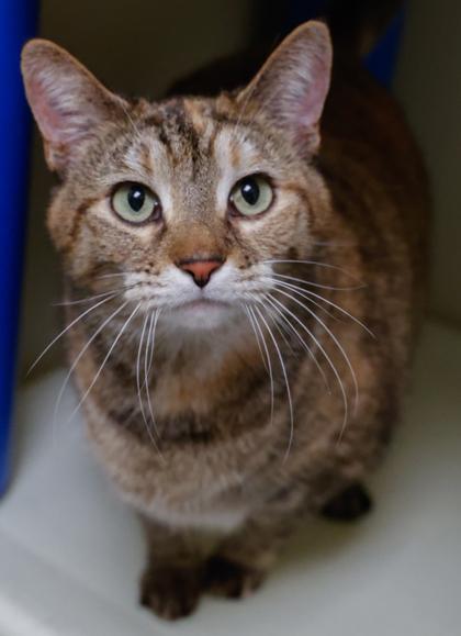 Ice, Adoptable, Adult Female Domestic Short Hair & Domestic Short Hair.