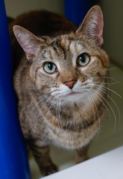 Ice, a Adoptable mixed breed in Baraboo, WI image 3/3
