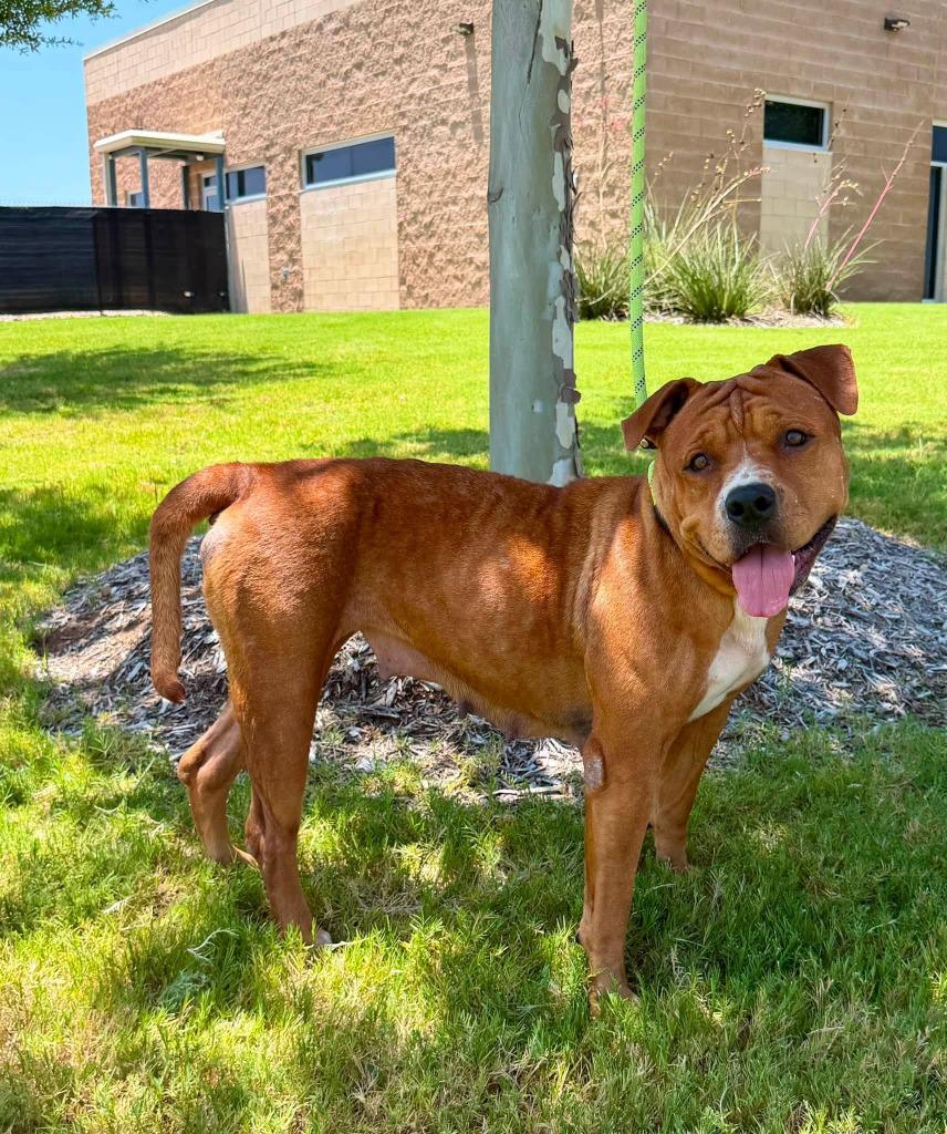 Spanish Rice, Adoptable, Adult Female Pit Bull Terrier & Mixed Breed.