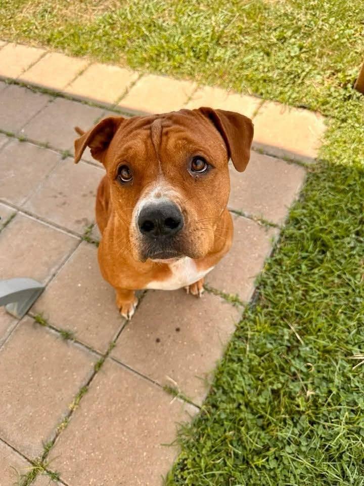 Spanish Rice, a Adoptable mixed breed in Belton, TX image 2/3