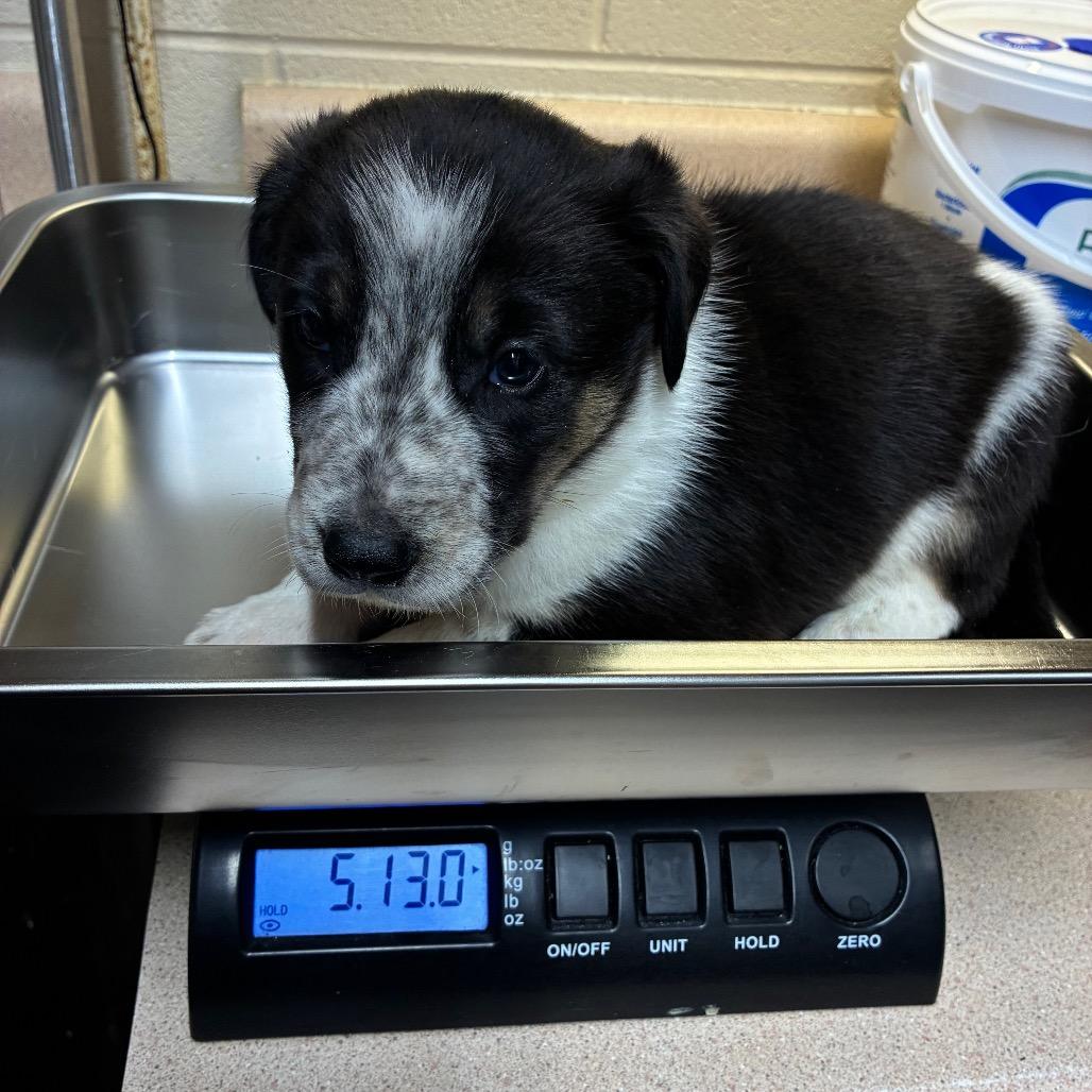 Thor, Adoptable, Puppy Male Mixed Breed.