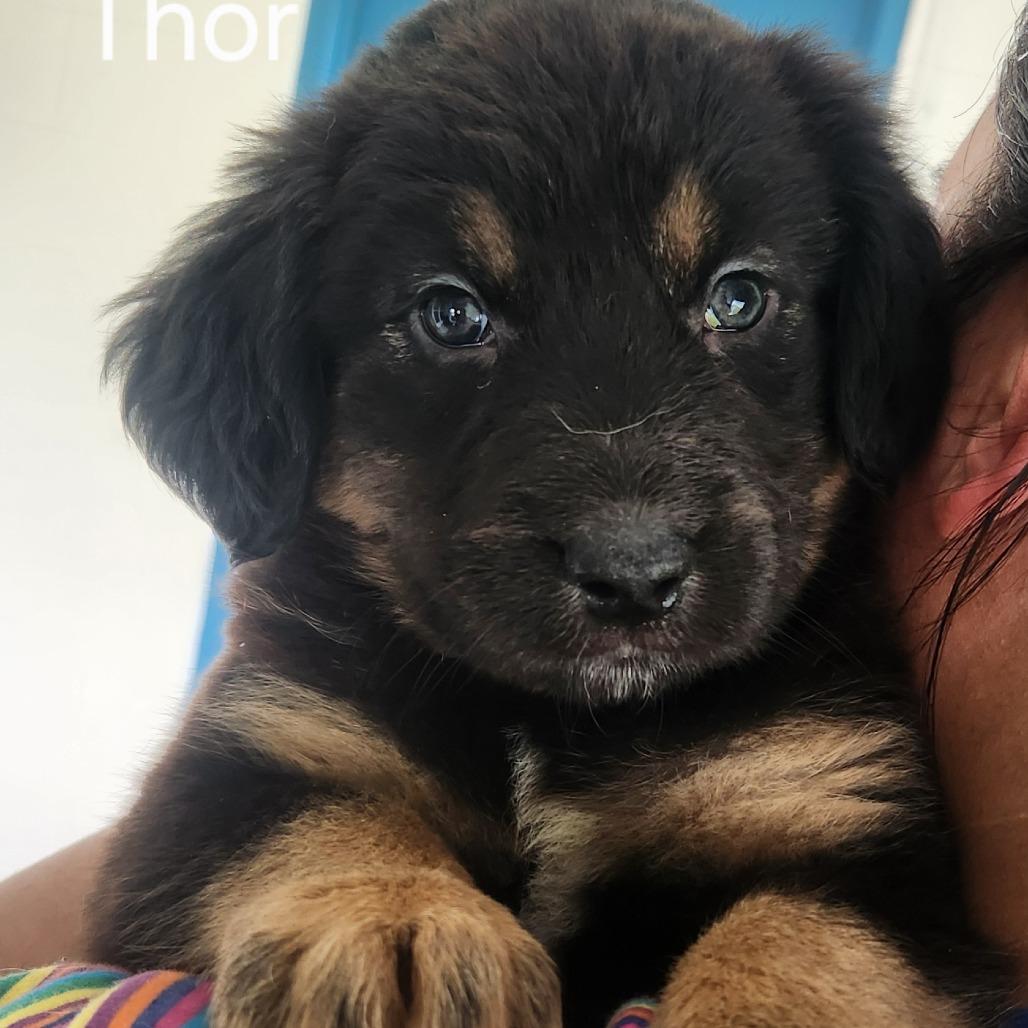 Enlarge Thor, a Adoptable Mixed Breed in Danville, KY image 1/2