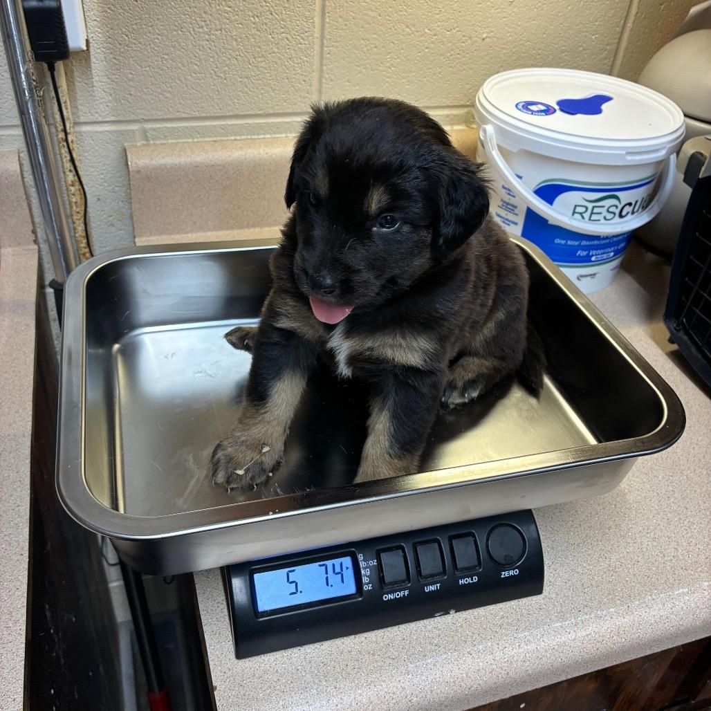 Enlarge Thor, a Adoptable Mixed Breed in Danville, KY image 2/2