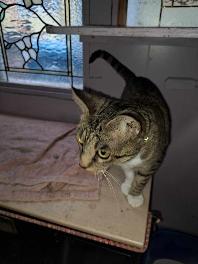 Enlarge Honey Dew Jones, a Adoptable mixed breed in Indianapolis, IN image 2/6