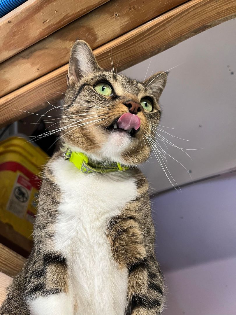 Enlarge Honey Dew Jones, a Adoptable mixed breed in Indianapolis, IN image 1/6