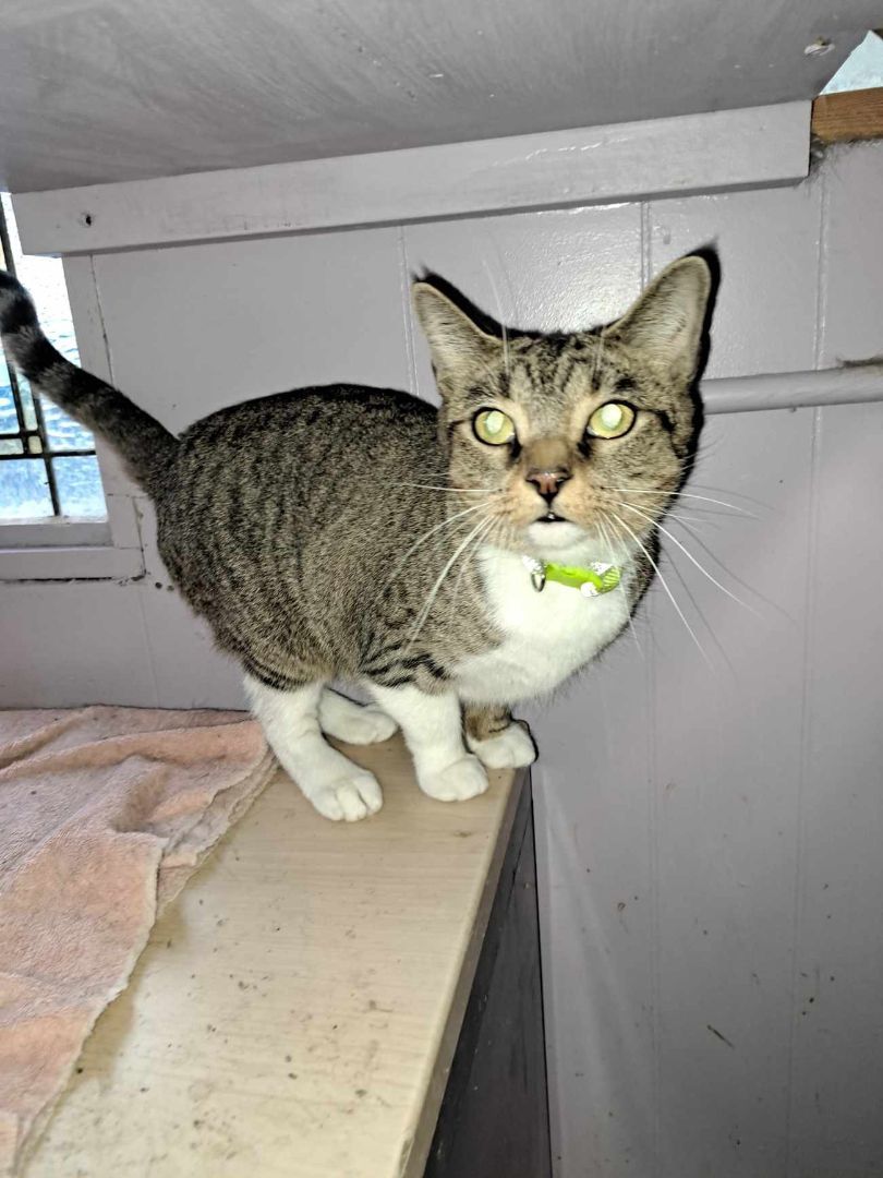 Enlarge Honey Dew Jones, a Adoptable mixed breed in Indianapolis, IN image 3/6