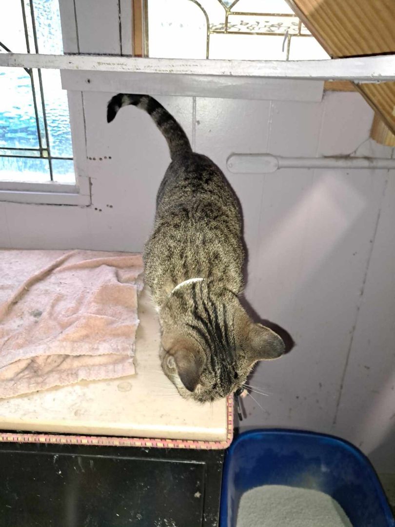 Enlarge Honey Dew Jones, a Adoptable mixed breed in Indianapolis, IN image 4/6