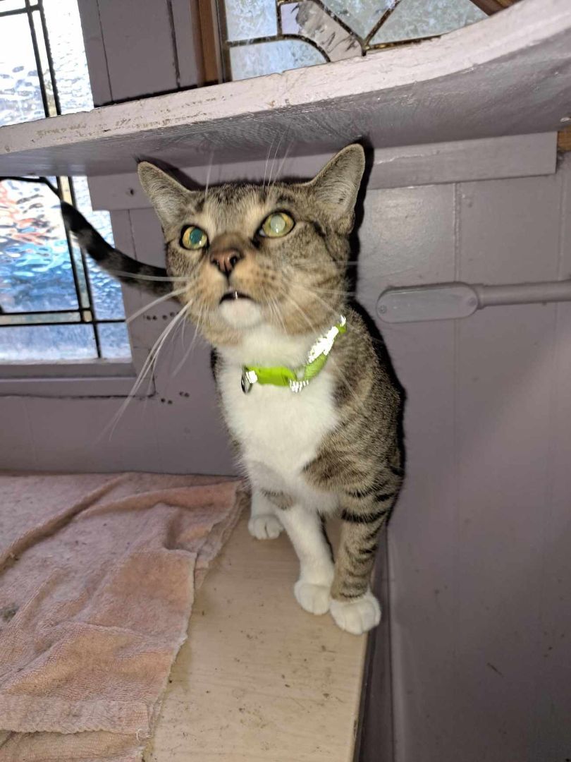 Enlarge Honey Dew Jones, a Adoptable mixed breed in Indianapolis, IN image 5/6