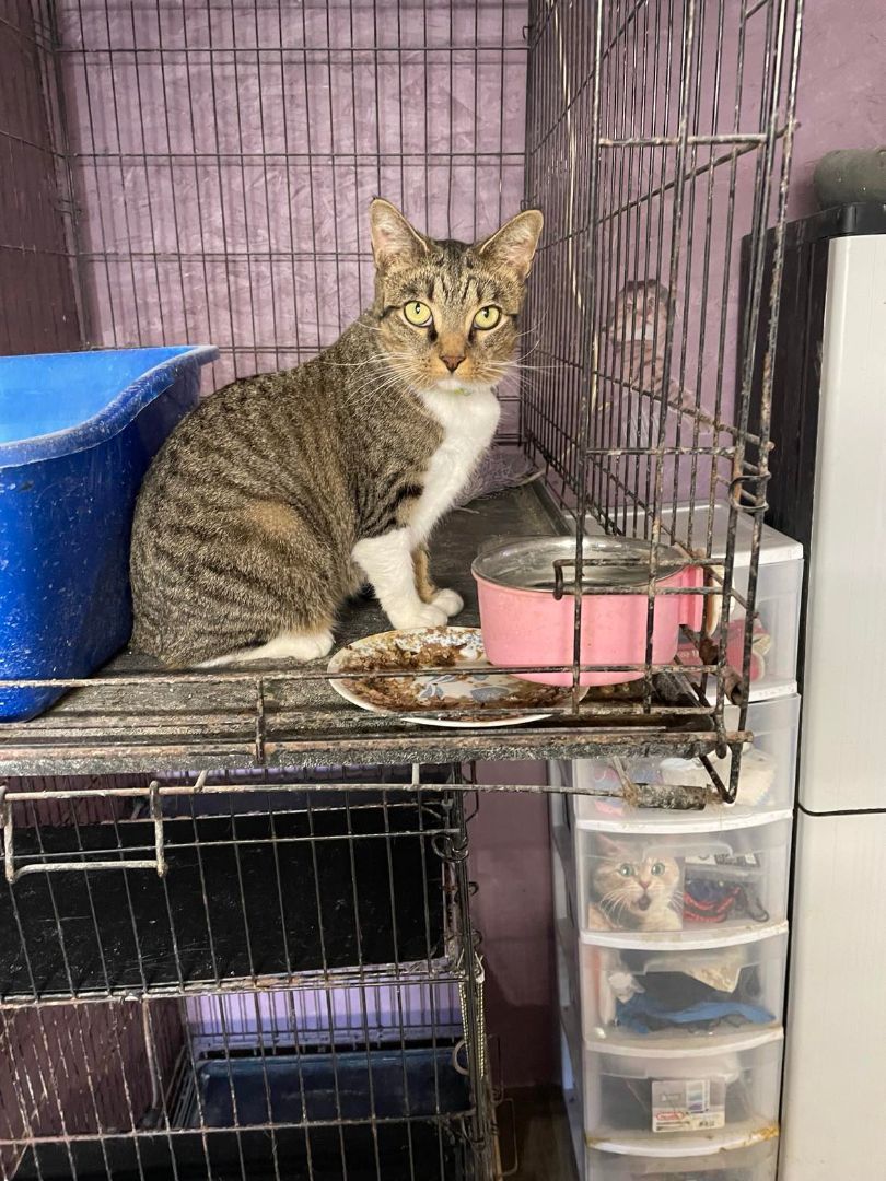 Enlarge Honey Dew Jones, a Adoptable mixed breed in Indianapolis, IN image 6/6