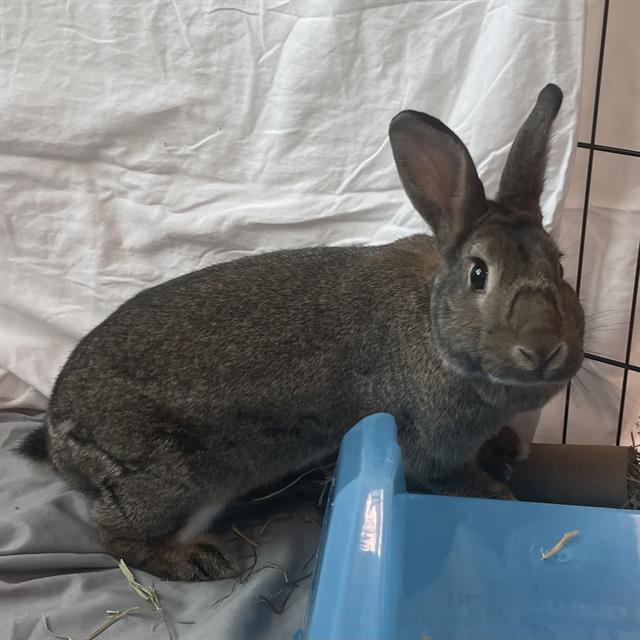 JOAN, Adoptable, Adult Female Rex.