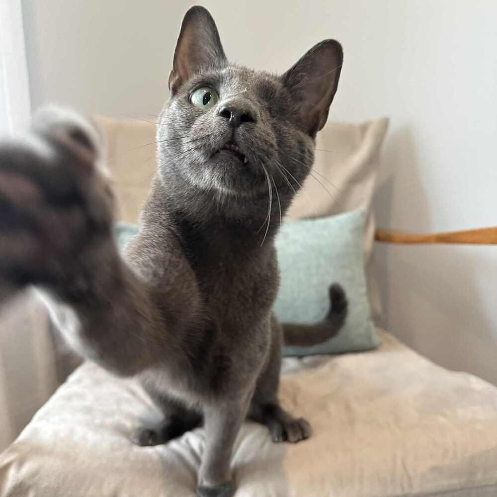 Enlarge Willy, a Adoptable Domestic Short Hair in Raleigh, NC image 1/6